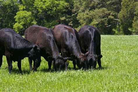 Why Paleo Dieters Recommend Grass Fed Beef | Premier Meat Company