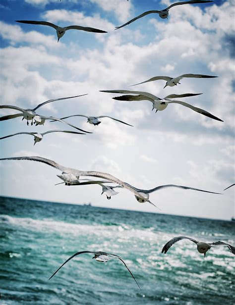 Seagulls Flying Over The Ocean Photograph by Anna Bryukhanova