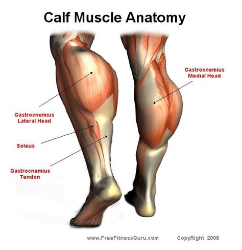 Pin by Howard Long on Muscle Anatomy | Calf muscle anatomy, Muscle anatomy, Calf muscles