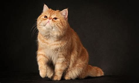 What Kind of Cat is Garfield? Things to Know!