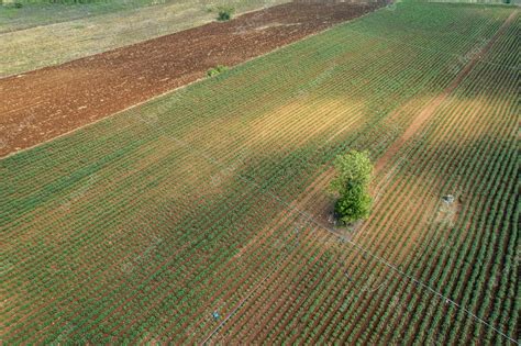 Premium Photo | Aerial view from flying drone of field rice with ...