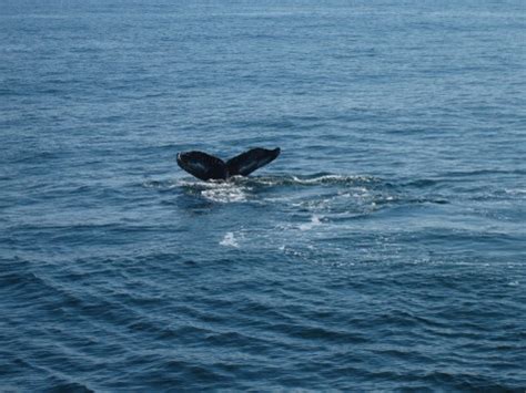 Whale Watching on Cape Cod - CapeCod.com