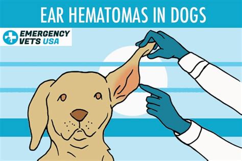 Ear Hematomas In Dogs | Signs, Symptoms & 3 Treatment Options