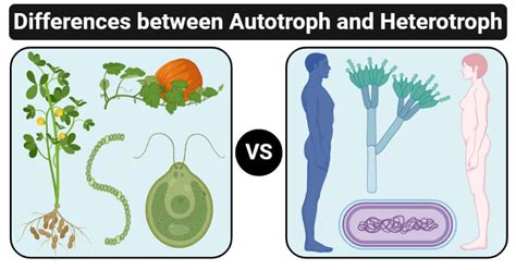 Autotrophs Examples