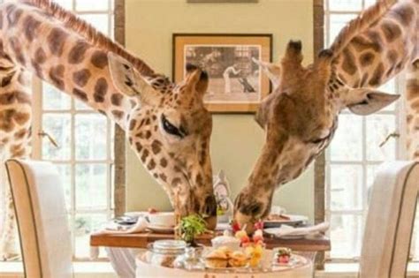 You can now eat breakfast with giraffes in this safari hotel