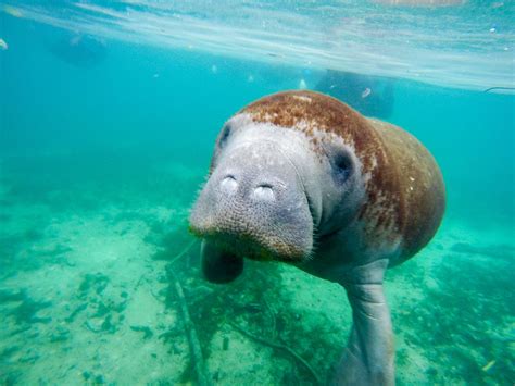 How to Swim with Manatees in Crystal River, Florida - La Jolla Mom