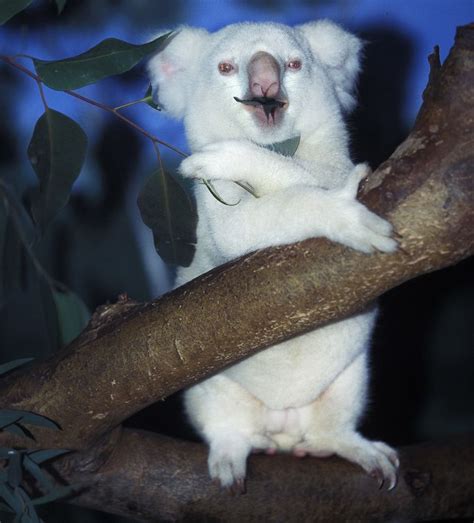 Rare albino koala. : r/interestingasfuck