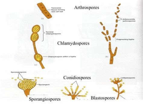 Fungal spore 1