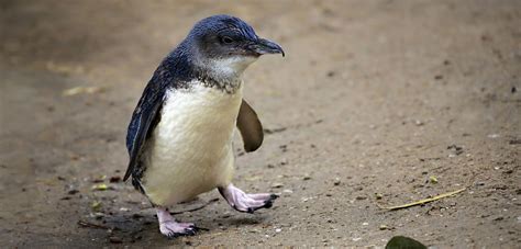 Penguins Love Jelly | Hakai Magazine