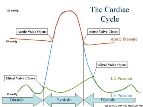 Cardiology II: Heart Sounds, Cardiac Output And Arterial Blood Pressure - HubPages