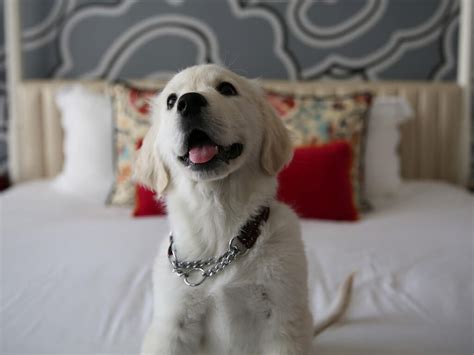 Best Pet Friendly Hotels Galway 2024 🐕 | Dog Friendly Accommodation