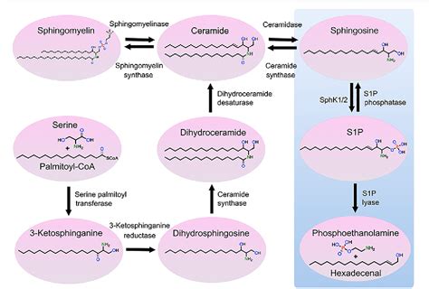 Figure 1 from The Functional Role of Sphingosine Kinase 2 | Semantic ...