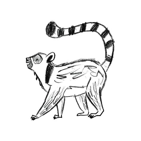 Lemur Drawing at GetDrawings | Free download