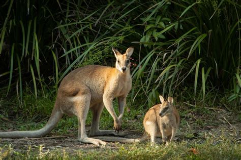 Territory Wildlife Park Travel Guide