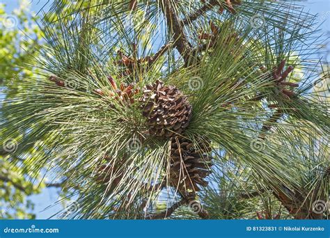 Longleaf pine cones stock image. Image of pine, pinaceae - 81323831