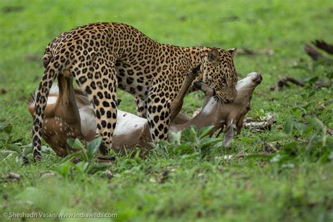 Predator & Prey: Leopard hunts deer