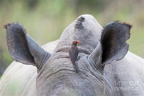 Red-billed Oxpecker On Rhino Photograph by Peter Chadwick/science Photo ...