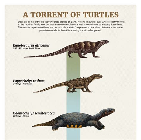 Julio Lacerda • Evolution Series: A Torrent of Turtles Turtles are...