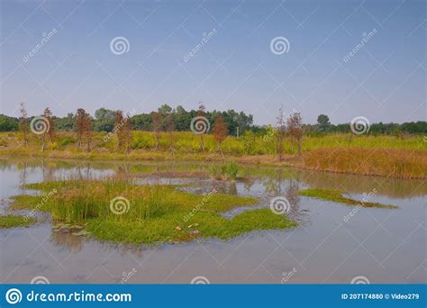 Hong Kong Wetland Park. Tin Shui Wai, Hk Stock Photo - Image of wild ...