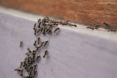 What Causes A Pest Infestation? Here’s How You Can Avoid One | My Decorative