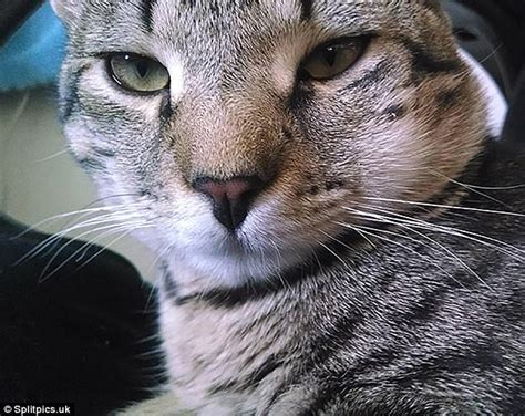 Femail shares photos of cats stung by bees | Daily Mail Online