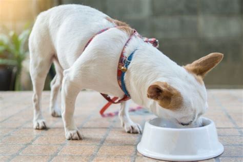 9 Best Wet Food for Chihuahua (Buying Guide) - I Love Chihuahua