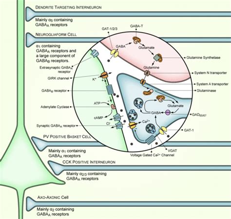 GABA and Anxiety: Gamma Amino butyric Acid food Sources | HubPages