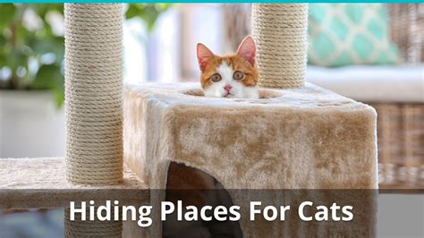 Hiding Spots For Cats: Where They Like To Hide, And How To Find Them