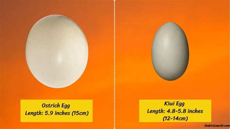 Ostrich Egg Size: Compared With Emu, Chicken & Other Bird