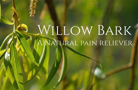 Willow bark or Aspirin? - An herbal pain reliever - Healthy Hildegard