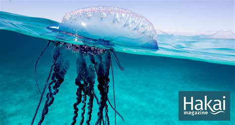 Blue Bottle Jellyfish Sting Vinegar – Best Pictures and Decription ...