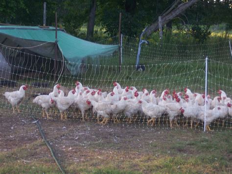 Organic poultry farm - daserlinks