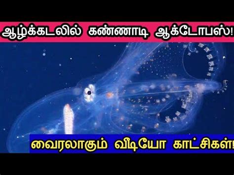 Glass Octopus facts Tamil | Glass Octopus with transparent Skin Tamil | Glass Octopus video ...