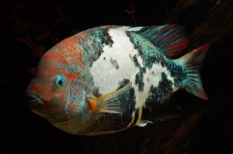 New World Cichlids of The Americas and Others - Kevin Dickinson Fine ...