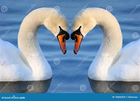 Swan Heart stock image. Image of affection, pair, romance - 18686929