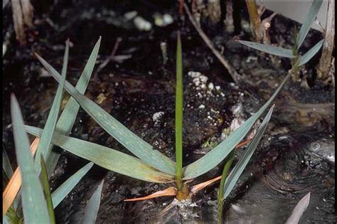 WISC - Washington Invasive Species Council