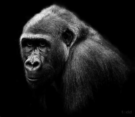 Gorilla portrait | B&W portrait of this beautiful beast. | Todd ...