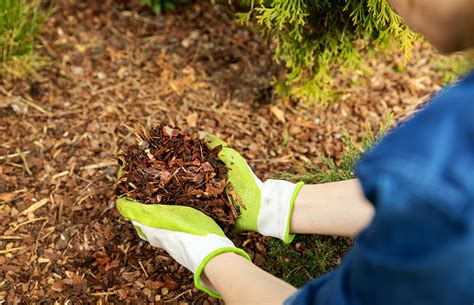 A Comprehensive Guide to Using Mulch in a Vegetable Garden