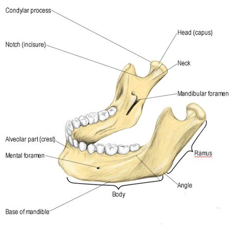 Wisdom Teeth Nerve Damage – Boston Dentist – Congress Dental Group 160 ...