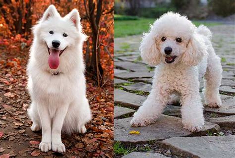 All About The Samoyed Poodle Mix (Sammypoo) With Pictures