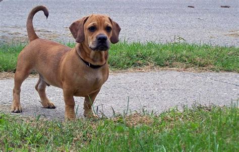 Dachshund Mix Breeds: Surprising Combos - Dachshund Joy