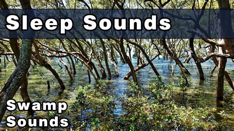 Relaxing Sounds of the Swamp at Night | Frogs and Crickets | Calming Sounds for Sleep | 10 hours ...