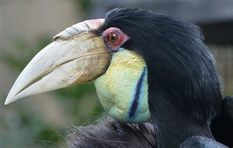 Female Wreathed hornbill portrait - ZooChat