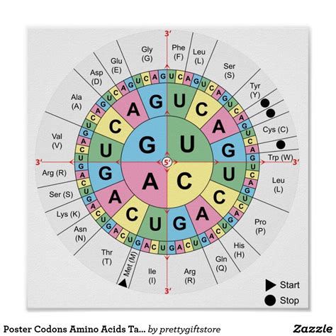 Reading A Codon Chart Worksheet - Robert Mile's Reading Worksheets