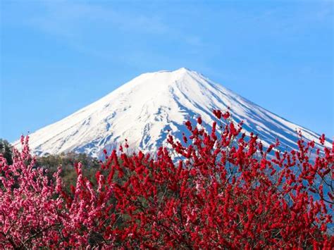 Odawara Plum Blossom Festival, Early Feb–Early Mar, 2025 | Tokyo Cheapo