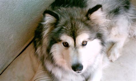 Alaskan Dog Names [200+ Updated Amazing List] – Pet Guide Reviews