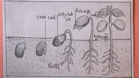 Bean Seed Germination Diagram