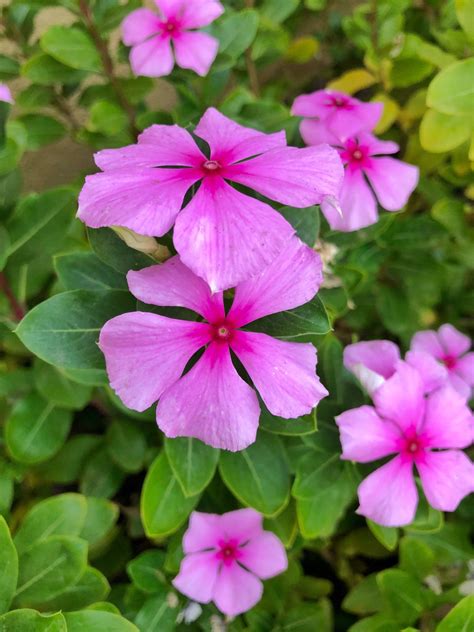 How To Take Care Of Periwinkle Flowers