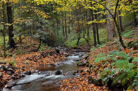 Forest Stream In Autumn Photograph by Stephen Vecchiotti