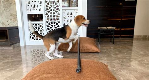 Beagle vs Harrier- A Detailed Comparison - Beagle Care